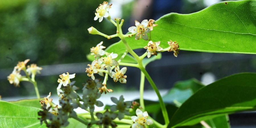 Camphor ingredient used in pain relief patches